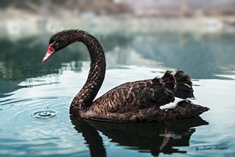 Black Swan