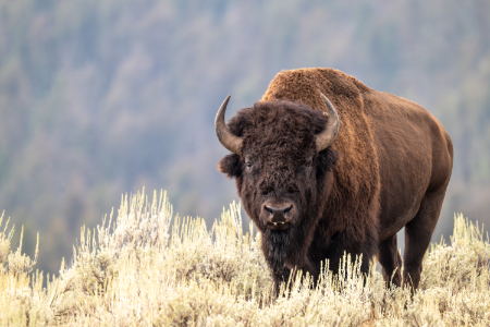 Buffalo Challenge