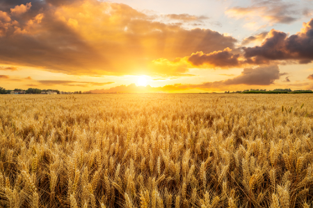 harvest timing
